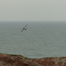 Helgoland-2016_20160418_005