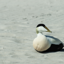 Helgoland-2016_20160421_029