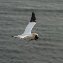 Helgoland-2016_20160419_021