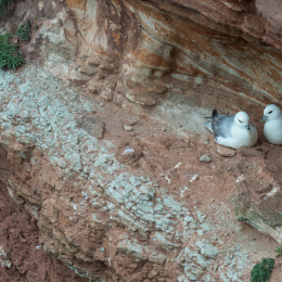 Helgoland-2016_20160420_010