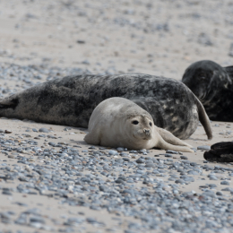 Helgoland_20170610_004