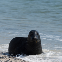 Helgoland_20170610_008
