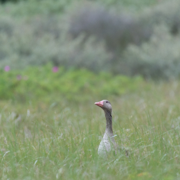 Helgoland_20170613_009
