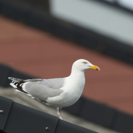 Helgoland_20170611_003