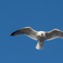 Helgoland_20170609_004