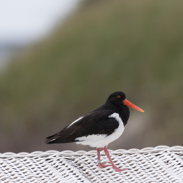 Helgoland_20170613_017