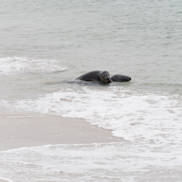 Helgoland_20170613_027