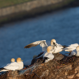 Helgoland_20170609_014