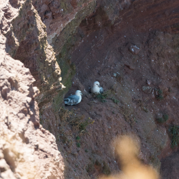Helgoland_20170614_016