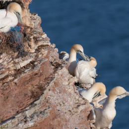 Helgoland_20170609_006