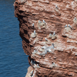 Helgoland_20170614_012