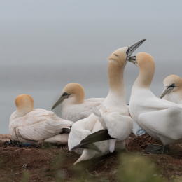 Helgoland_20170608_006