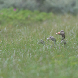 Helgoland_20170613_010
