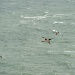 Helgoland_20170612_010