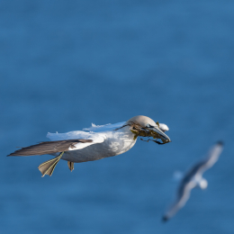 Helgoland_20170609_005