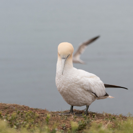 Helgoland_20170608_007