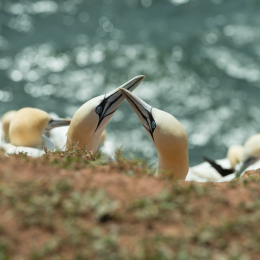 Helgoland_20170612_012