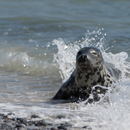 Helgoland_20170610_013