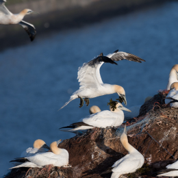 Helgoland_20170609_009
