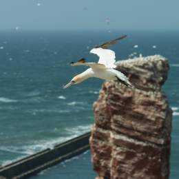 Helgoland_20170612_011