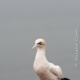 Helgoland_20170608_009