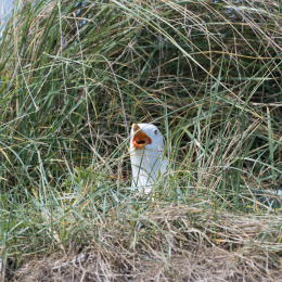 Helgoland_20170610_017