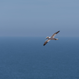 Helgoland_20170614_017