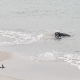 Helgoland_20170613_025