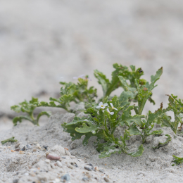 Helgoland_20170610_018