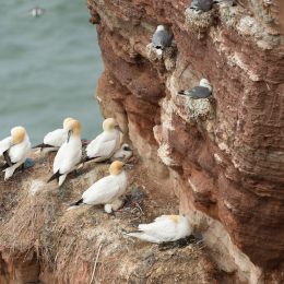 Helgoland_20170612_002