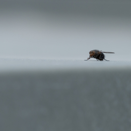 Helgoland_20170611_006