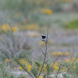 Helgoland_20170613_008