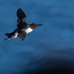 Helgoland_20170609_008