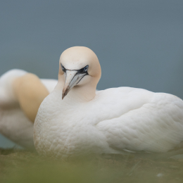 Helgoland_20170608_010