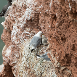 Helgoland_20170612_004