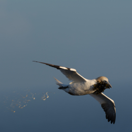 Helgoland_20170609_016