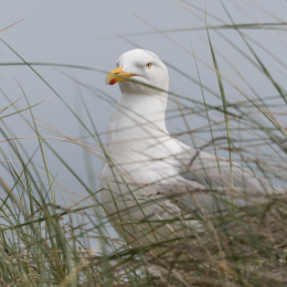 Helgoland_20170610_019
