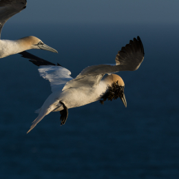 Helgoland_20170609_018