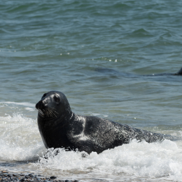 Helgoland_20170610_006