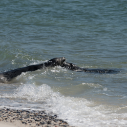 Helgoland_20170610_011