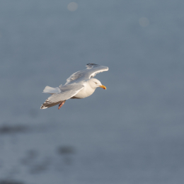 Helgoland_20170609_001