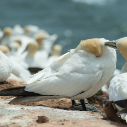 Helgoland_20170612_008