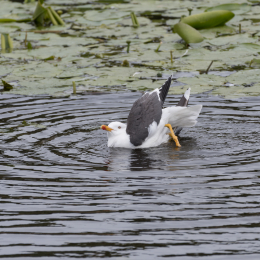 Helgoland_20170613_012