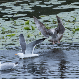 Helgoland_20170613_013