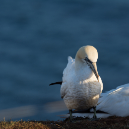Helgoland_20170609_012