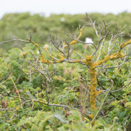 Helgoland_20170613_007