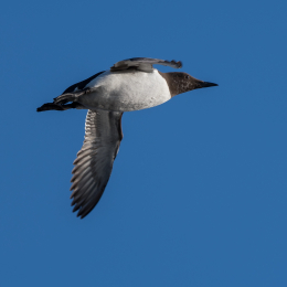 Helgoland_20170609_002