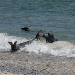 Helgoland_20170610_012