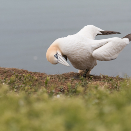 Helgoland_20170608_008