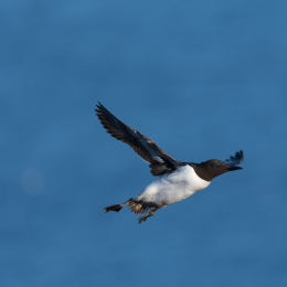 Helgoland_20170609_007